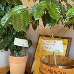 なかむら珈琲 - コーヒーの木