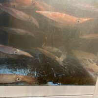 鮨 からす 十三店 - 