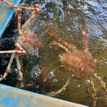 お食事処 かにや - 