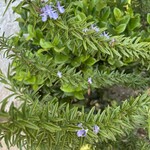 ドルチェ エ カフェ ウニコルノ - お庭には、緑がたくさん、セージが大きい!