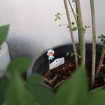 お料理 ちゃとら - ドラえもん♪