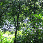 京屋茶舗 - 緑の森と足元を流れる小川〜