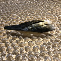 北新地 すし通 - 