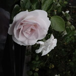 エスプリモダン めろん - 