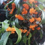 町田 うなぎ流木 - 往復の道の綺麗な花や実