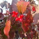 町田 うなぎ流木 - 往復の道の綺麗な花や実