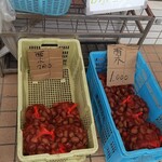 福元 - 栗の販売が！