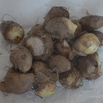 松原農園 - さといも