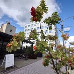 小口わさび店 - ナナカ マド　が　わずかに色づく　松本の10月なかば