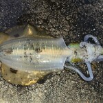 旅荘 みなと - 夕方釣れたアオリイカ