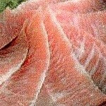 味ちゃん - トントロ