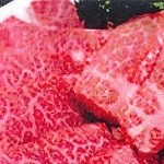 味ちゃん - 和牛カルビ