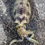 旅荘 みなと - 朝釣れたアオリイカ