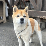 串焼き BUBU-TON - 看板犬　獅子丸ー