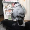 楓 - 在りし日の文鳥さん