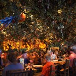 Rainforest Cafe - 