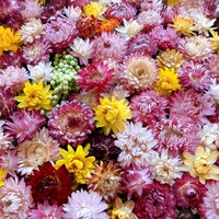 boB the garden Ginza - 