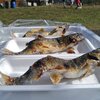 滋賀県南郷水産センター - 