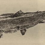 一期一会 よねさん - 