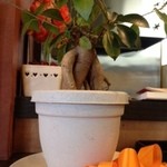 洋食家がじゅまろ - がじゅまろ由来の鉢植え（店内）
