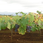 キュイエット - 目の前に広がるぶどう畑（2013.10）