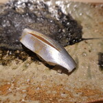 千葉たかおか - 小肌