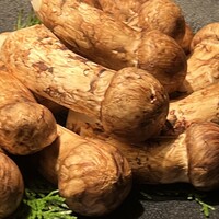 USHIGORO S. SHINJUKU - 