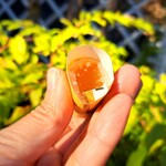長野 風月堂 - 杏子の酸味