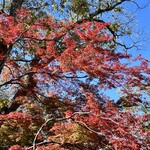 プリムローズ - 