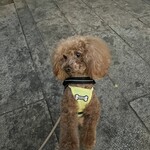 アガリコ 新宿 オリエンタルビストロ - この日のシェリ