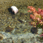 小来川 山帰来 - 至福の湯波料理を満喫しました(≧▽≦)ﾉ