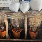 salt＆cafe - 搾り出し