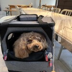 TASTY PLACE THE DINING - リュックでリラックスしてるシェリ