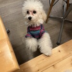 サッカバッカ - 新入りのｈｅｉｈｅｉちゃん