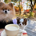 SHOZO COFFEE KARUIZAWA - 