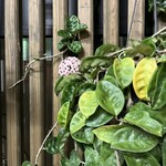 まつもと - これも！