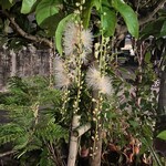 まつもと - お店の下に発見した珍しいお花