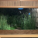 菊乃井 本店 - 映り込みのない謎のガラス越しに映える葦原