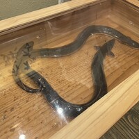 にょろ助 銀座 - 