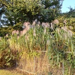 ガリレオ 八兵衛 - こんなのは至る所にあります