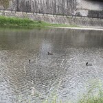 カカオ マーケット バイ マリベル - 鴨川の鴨たち❤︎