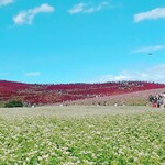 五浦ハム - ひたち海浜公園コキアの紅葉