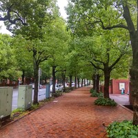 Élan - 雰囲気のある並木道