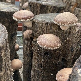 なかのきのこ園_1