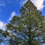 田中精肉店 - いい