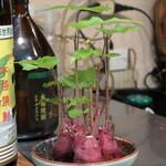 葵 - 観葉 サツマイモ