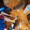 猫カフェ 日なたの窓 - 店内