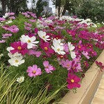 ビストロ ランプ - 近隣風景