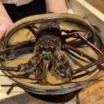 温石 - 生きた伊勢海老。睨んでいます^^;