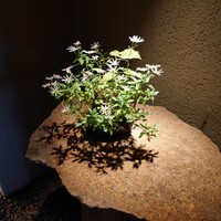 近松 - 